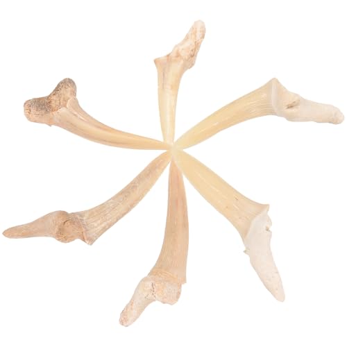 GLSTOY Haifischzahn Halskette für Männer Handgefertigter Halsschmuck aus Natürlichem Fossilem Haifischzahn Verstellbare Halskette für Surfer und Strandpartys