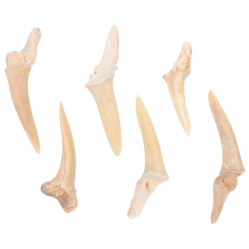 Supvox Haifischzahn Halskette für Männer und Jungen Handgefertigter Halsschmuck mit Halb Vollständig Fossilem Haifischzahn Langlebige Strand und Alltagshalskette