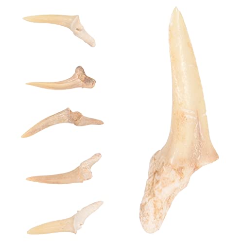minkissy 6Stücke Haifischzahn Halsketten Fossile Schmuckstücke Für Langlebig Sicher Für Strandpartys Alltagslook Hochwertigem Material Gefertigt